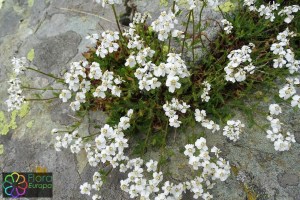 achillea moschata (1200 x 800).jpg